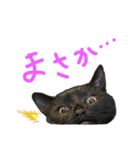 クロネコのやまちゃん（個別スタンプ：1）