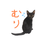 クロネコのやまちゃん（個別スタンプ：11）