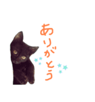 クロネコのやまちゃん（個別スタンプ：14）
