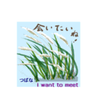ミチコばあば NO17  夏の花 B（個別スタンプ：4）