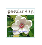 ミチコばあば NO17  夏の花 B（個別スタンプ：11）