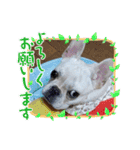 フレンチブルドッグのいちごちゃん2（個別スタンプ：5）