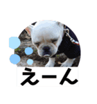 フレンチブルドッグのいちごちゃん2（個別スタンプ：13）