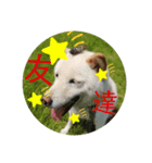 きなこのスタンプ！？（個別スタンプ：8）