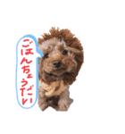 あずきこてつ（個別スタンプ：1）