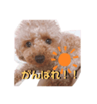 あずきこてつ（個別スタンプ：3）