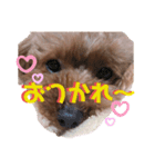 あずきこてつ（個別スタンプ：5）
