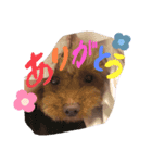 あずきこてつ（個別スタンプ：6）