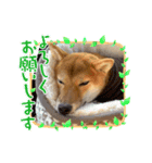 小ましゃ春日和（個別スタンプ：4）