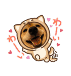 豆柴Q太の感情（個別スタンプ：1）