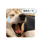 豆柴Q太の感情（個別スタンプ：2）