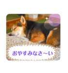 豆柴Q太の感情（個別スタンプ：3）
