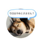 豆柴Q太の感情（個別スタンプ：4）