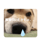 豆柴Q太の感情（個別スタンプ：5）
