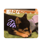 豆柴Q太の感情（個別スタンプ：6）