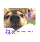 豆柴Q太の感情（個別スタンプ：7）