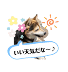 豆柴Q太の感情（個別スタンプ：11）