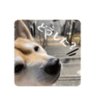 豆柴Q太の感情（個別スタンプ：12）