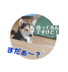 豆柴Q太の感情（個別スタンプ：16）
