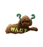 とらのすたんぷ！！！！（個別スタンプ：1）