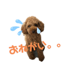 とらのすたんぷ！！！！（個別スタンプ：5）