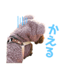 とらのすたんぷ！！！！（個別スタンプ：8）