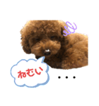 とらのすたんぷ！！！！（個別スタンプ：12）