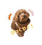 とらのすたんぷ！！！！（個別スタンプ：14）