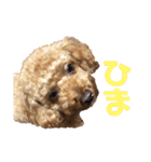 とらのすたんぷ！！！！（個別スタンプ：20）