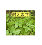 感謝と自然と（個別スタンプ：12）
