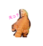 フトアゴヒゲトカゲのかわい子ちゃん（個別スタンプ：6）