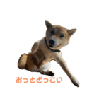 しんたろう1（個別スタンプ：4）
