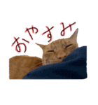 うちの茶トラたち（個別スタンプ：5）