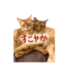 うちの茶トラたち（個別スタンプ：13）