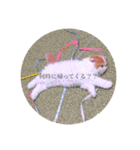 はちとたわこ（個別スタンプ：3）