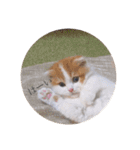 はちとたわこ（個別スタンプ：10）