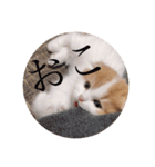はちとたわこ（個別スタンプ：12）