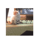 はちとたわこ（個別スタンプ：13）