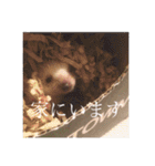 はちとたわこ（個別スタンプ：21）