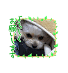 うめちゃんが可愛すぎて。（個別スタンプ：3）