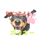 ワンワン ポポたん‼️（個別スタンプ：4）