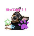 ワンワン ポポたん‼️（個別スタンプ：7）