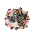 猫達001（個別スタンプ：1）