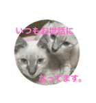 猫達001（個別スタンプ：2）