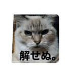 猫達001（個別スタンプ：3）