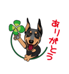 doberman@SURFBORDER（個別スタンプ：1）