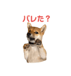 柴犬おはぎの毎日スタンプ2（個別スタンプ：1）