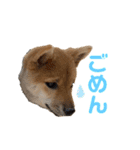 柴犬おはぎの毎日スタンプ2（個別スタンプ：2）