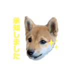 柴犬おはぎの毎日スタンプ2（個別スタンプ：3）