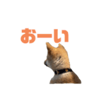 柴犬おはぎの毎日スタンプ2（個別スタンプ：6）